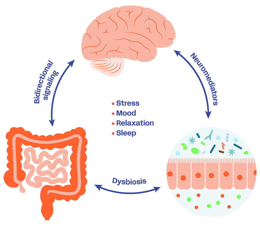 Gut-Brain Axis diagram