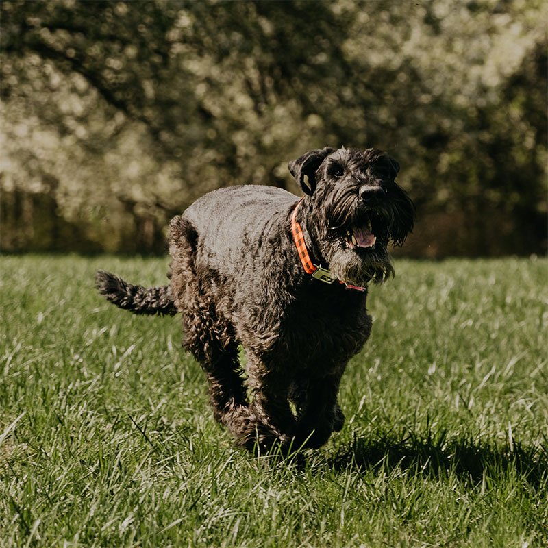 Darwin - black dog running