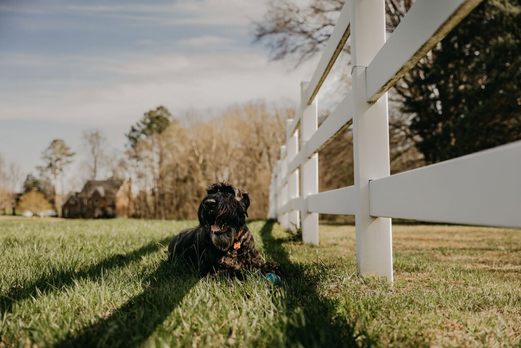 Darwin the dog laying in grass near fence