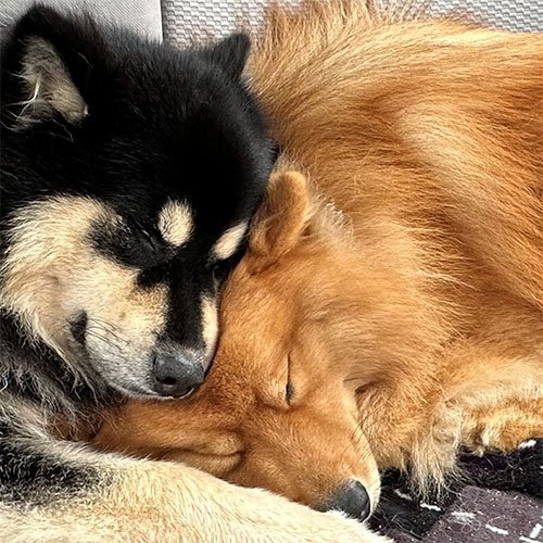 2 dogs sleeping: Wyatt & Logan